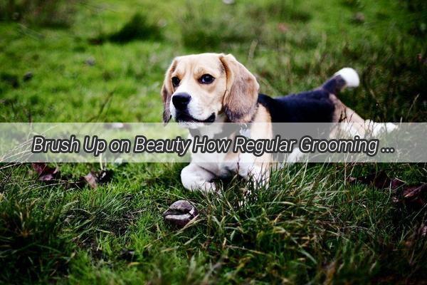 Brush Up on Beauty How Regular Grooming Keeps Your Pups Coat Flawless and Hairless